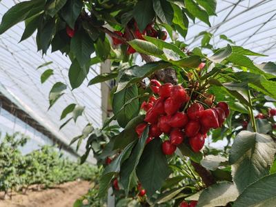 20余种大樱桃同台竞“味”！青岛市设施种植业高质量发展推进会举行
