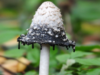 一家4口中毒1人身亡，元凶鹅膏菌有多毒？