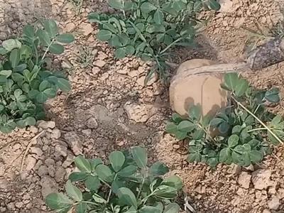 “95后”小伙网上教务农，网友：给我来块地……