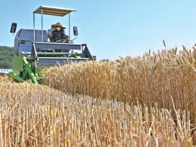 万物丰茂！山东加快特色产业发展，助力乡村全面振兴