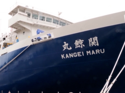 第二大海洋哺乳动物被日本捕鲸船盯上了