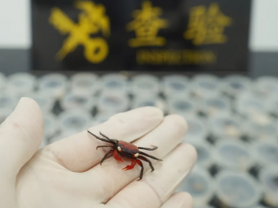 90只“吸血鬼蟹”想入境，被海关截获
