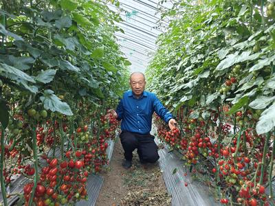 青岛市先进基层党组织、平度市新河镇金山村党委：“领头雁”助农，村庄走上致富路