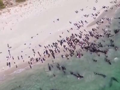 77头领航鲸海滩搁浅死亡，类似情况频现是什么原因？