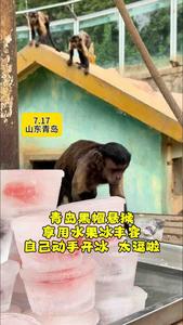 青岛黑帽悬猴享用夏日水果冰！自己动手开冰画面萌爆了