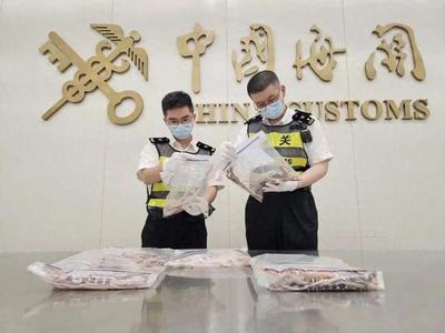 深圳皇岗海关查获104条活体蛇，其中牛奶蛇、西部猪鼻蛇等属于外来物种