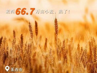 莱西:全产业链发力，打好面食特色牌