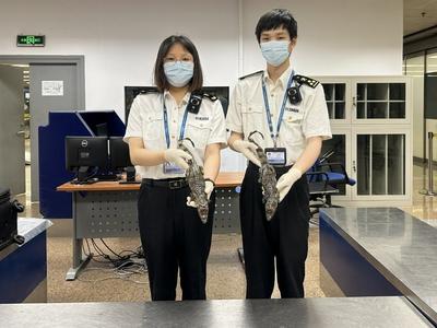 行李箱中藏鳄鱼！首都机场海关查获旅客违规携带标本2件