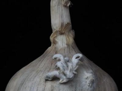 中科院博士求购“果菌王”后续：“蒜参蘑”也寄过来了……