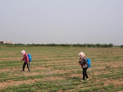 建良田 育良种 用良技——山东提升粮食生产能力见闻