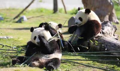 卧龙大熊猫苑神树坪基地通报多起不文明行为：三人被终身禁入！