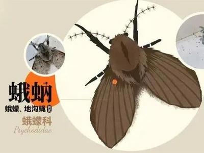 遇见它不要用手拍！一文教你避免飞虫“攻击”