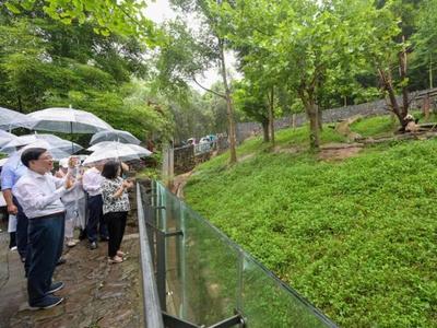 李家超称新一对赠港大熊猫已确定，有望在港诞下下一代