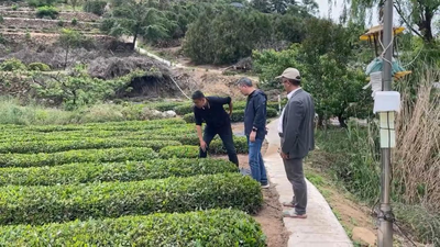 全市首批！崂山区两茶企产品荣获生态低碳茶认证