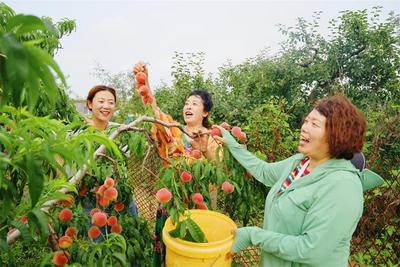 发展甜蜜桃产业 赋能乡村金路子