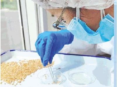 山东夏粮收购进入尾声，AI加持让“齐鲁粮仓”更智慧