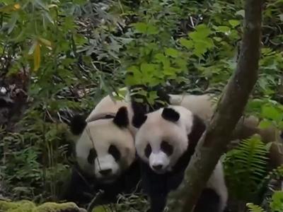 “毕业”后放归野外，大熊猫种群数量显著增加