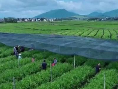 家常菜价格“不家常”，是什么引起了蔬菜价格上涨？