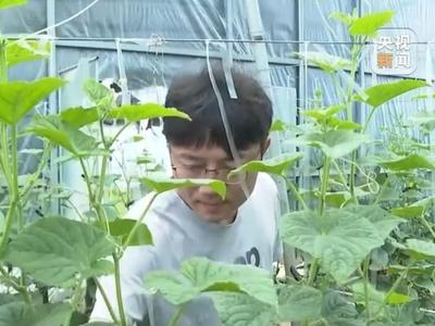 蔬菜价格开始回落啦！绿叶菜降价最快