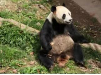 大熊猫“彤彤”，突发疾病死亡