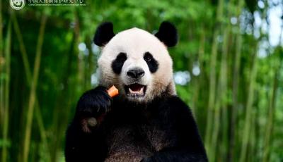 全城期待！大熊貓安安可可今日赴港，將定居海洋公園
