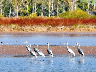 六张海报看黄河战略的山东担当