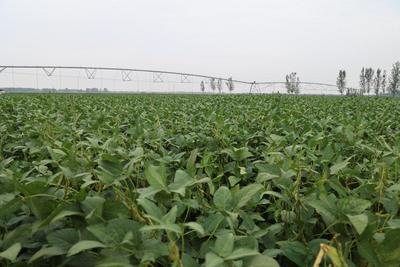 向“智”向“绿” “齐鲁粮仓”丰收在望