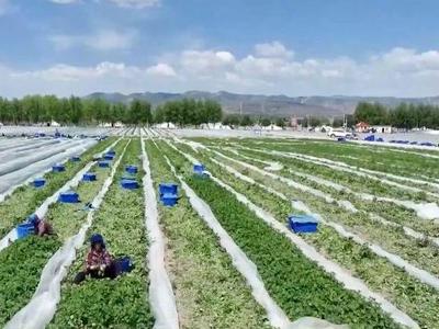 在田面积增加、生产供应有保障！全国蔬菜价格进入季节性下行区间