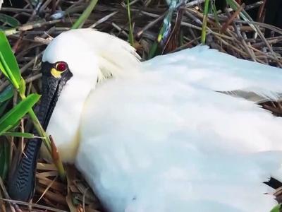 文化中国行丨首次发现黑脸琵鹭！“候鸟国际机场”还有更多新发现