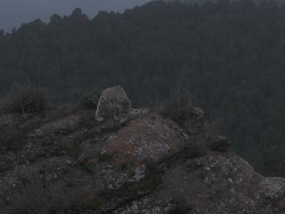 雪豹又来“巡山”了，梳理完毛发与无人机“深情对视”