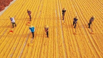 闪电评论丨“齐鲁粮仓”丰收忙