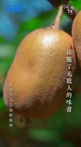 天然好滋味！莱西市河头店镇猕猴桃带你开启奇幻味蕾之旅