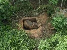 一场特殊的大救援！20多人出动、历经5个小时……版纳这头亚洲象得救了