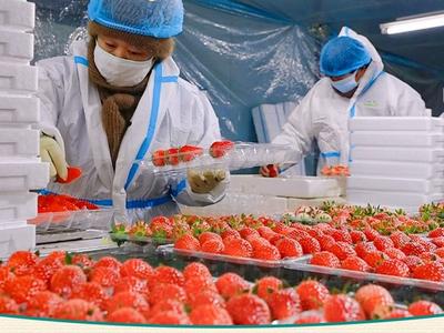 【产业赋能致富路】小草莓种出大产业 济南历城走出“草莓致富路”