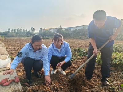 红薯丰收“滞留”田间，七旬老人犯了愁……这群真情志愿者及时伸出援手！