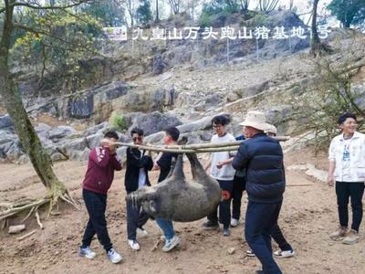 抓到“野猪”可以免费带走？景区“吸睛”项目存隐患