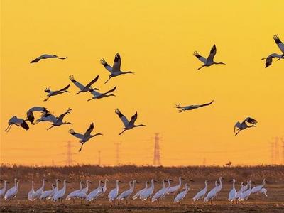 见证——光影里的新中国丨“鸟类的国际机场”：黄河口湿地生态奇观