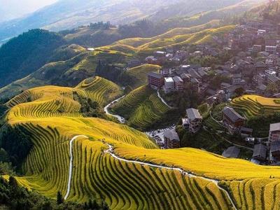 龙脊梯田被踩，不能只看风景不顾粮