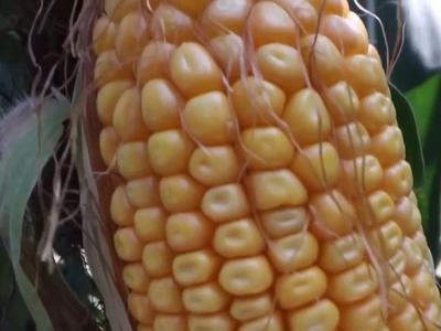 有一种喜悦叫回家秋收 哐啷啷~轰隆隆~收玉米啦