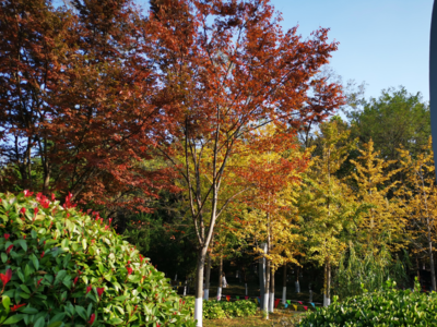 周六升温，周天弱冷空气影响山东，气温下降