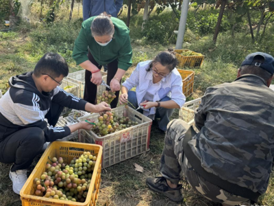 2024莱西市第七届环湖葡萄节开幕