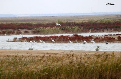 黄河之上②丨更绿，更美，更澎湃