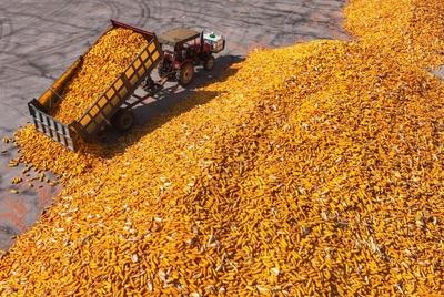 齐鲁粮仓”丰收有方