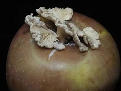 “果菌王”获奖啦！网友：这都能研究？