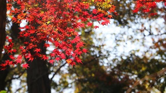 “枫”景正上线！青岛这处观赏地不容错过