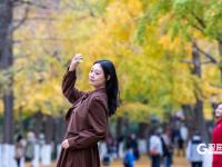 初冬限定！青岛有一种美叫“落叶缓扫”