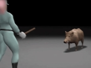 陕西岚皋通报野猪伤人事件：猎狗追撵野猪进入农户院子攻击老人致死