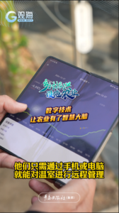 数字技术让农业有了智慧大脑，青岛这个温室大棚装满黑科技