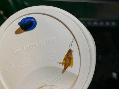 食品卫生再出问题！瑞幸咖啡突然被曝，消费者：已向12315投诉……