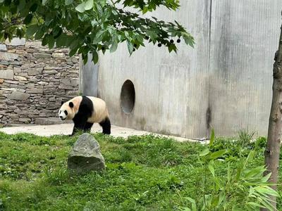 中国大熊猫保护研究中心：经初步检查，“福宝”体态外观无异常